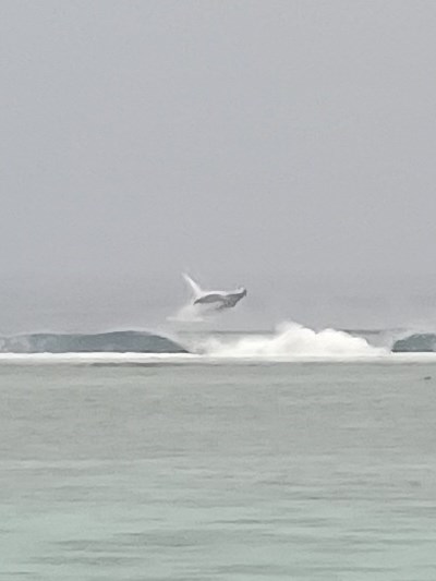 You wanna see whales from your deck