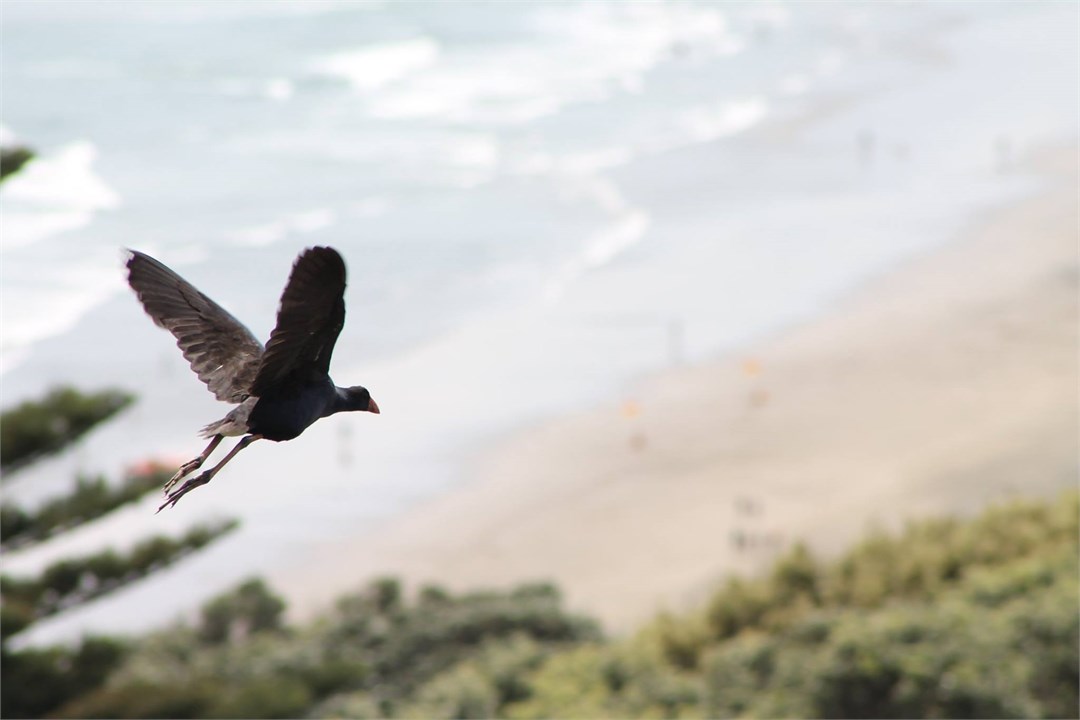 A Pukeko in flight