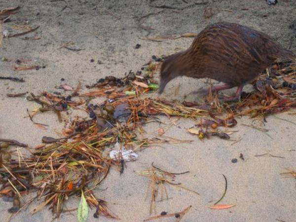 Weka Ulva Island