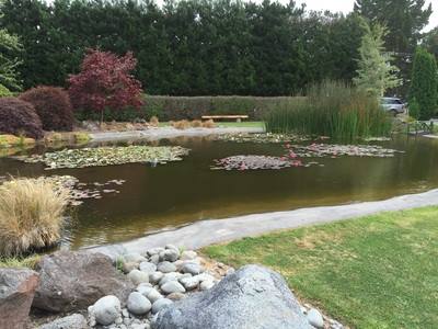 Gold fish pond