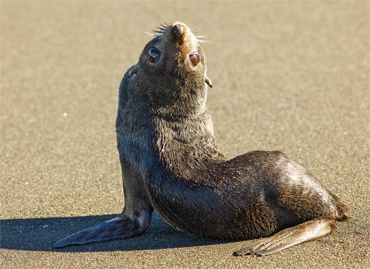 Hapuku Beach seal