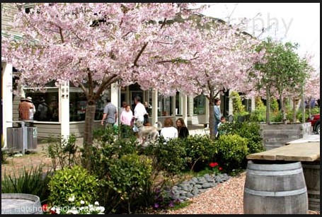 Matakana Village shops and restaurants