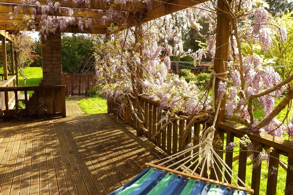 Wisteria blooming in Spring