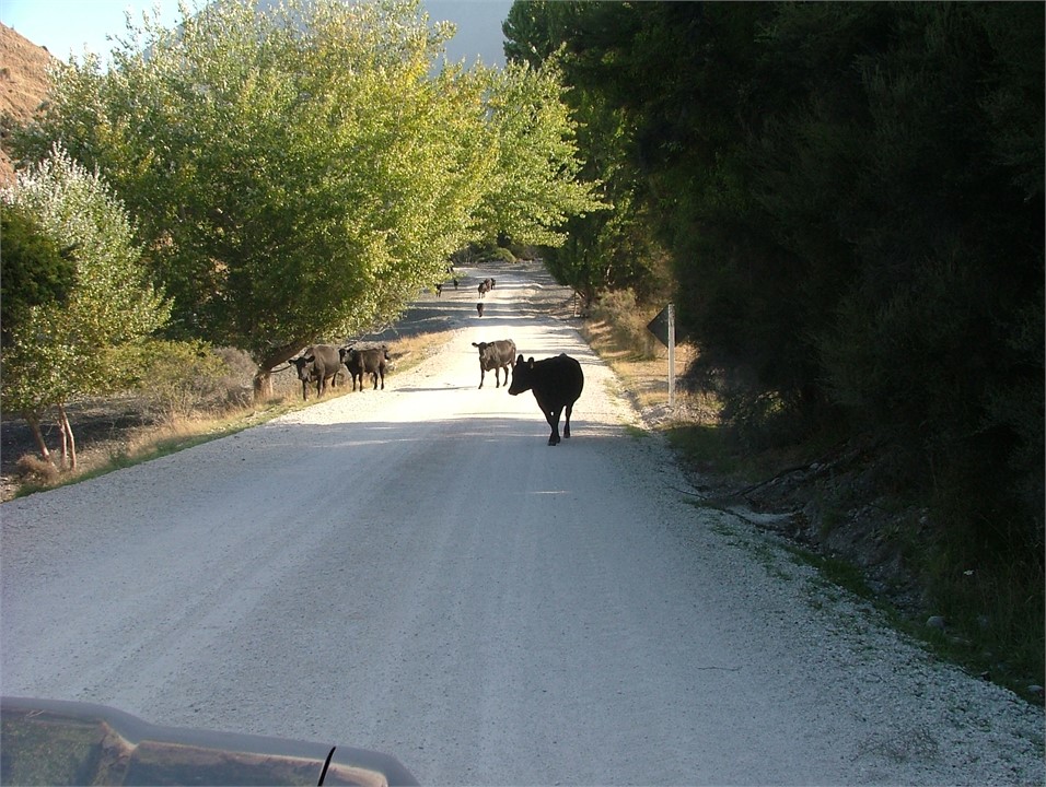 Cows on the Clarence Valley road