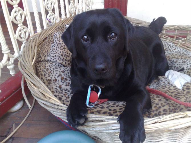 Vicki our dear old Black Lab - 
