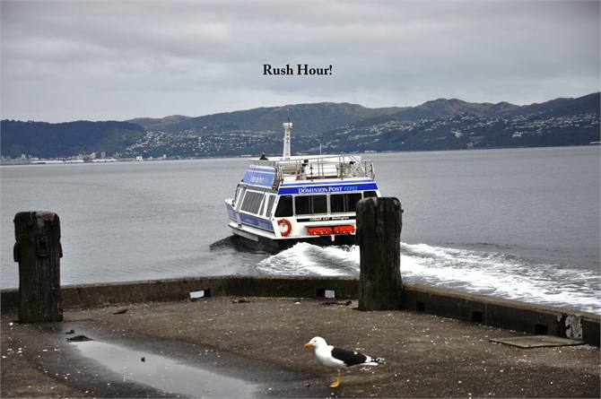 Days Bay Apartment Accommodation: Ferry to Welling