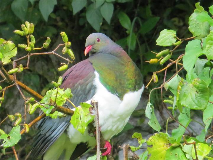 kereru (wood-pigeons) galore