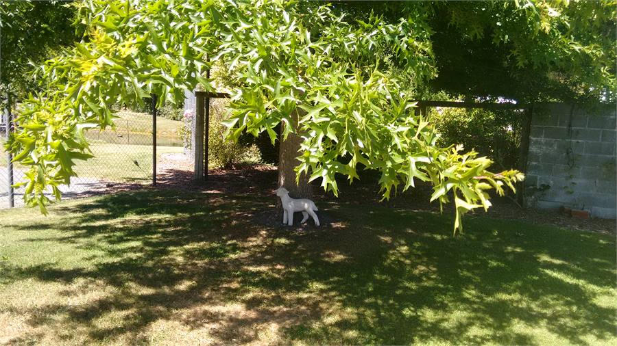 Summertime Shady spots to sit under trees