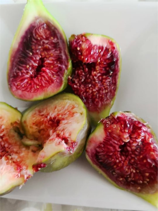 100 fig trees on terraced hillside