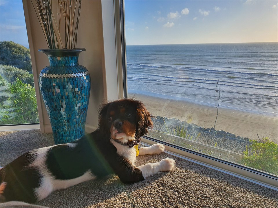 View from Dining room