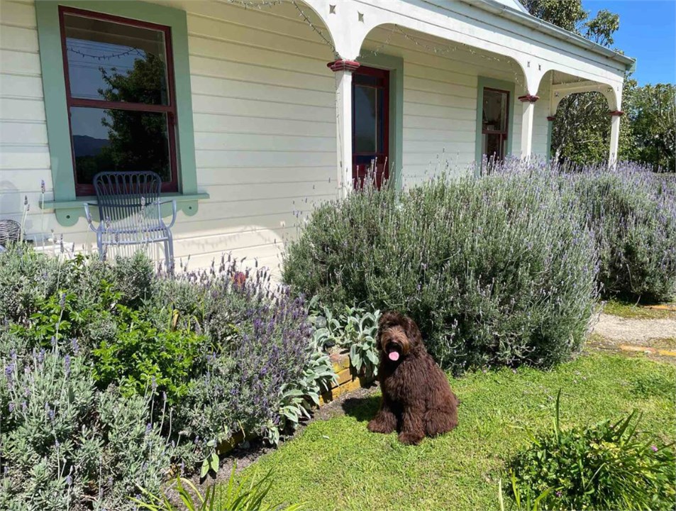 Porter enjoying the garden.