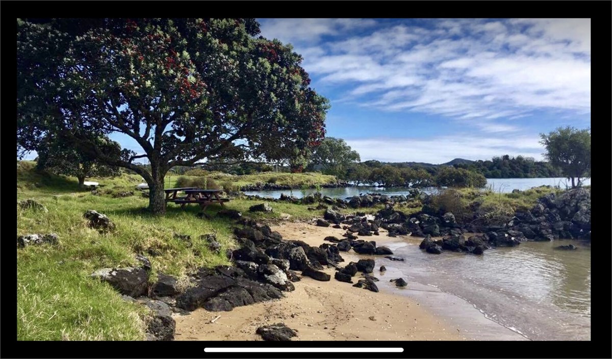 Beach pohutukawa