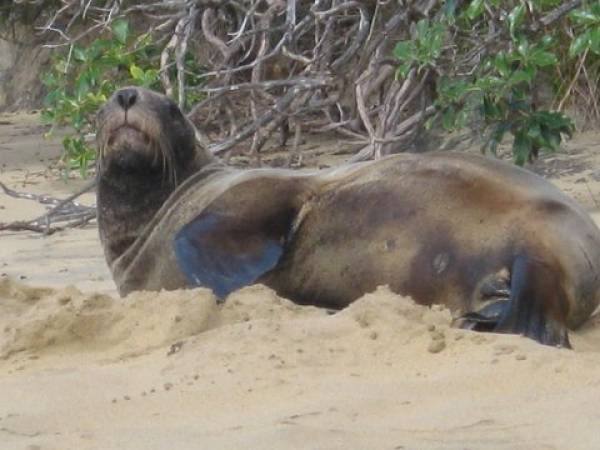 Fierce visitor Ulva Island