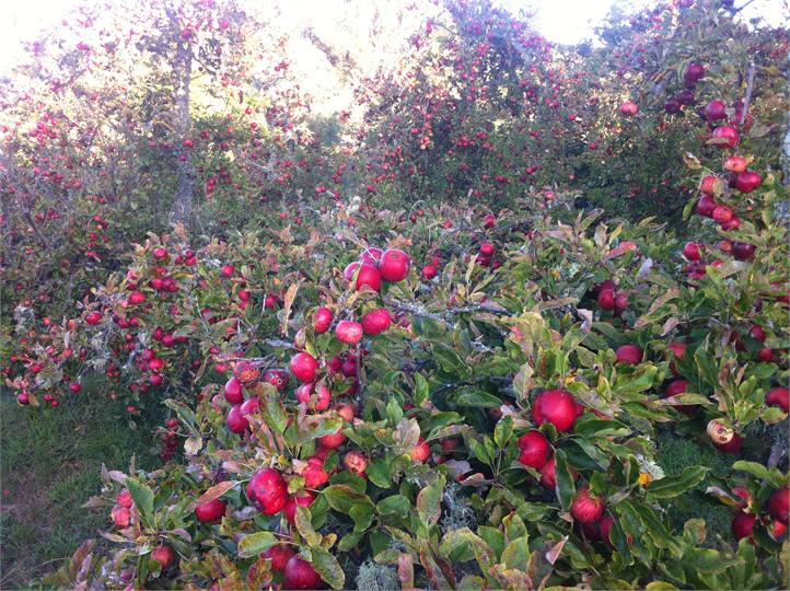 100% organic Royal Gala (harvest 2016)