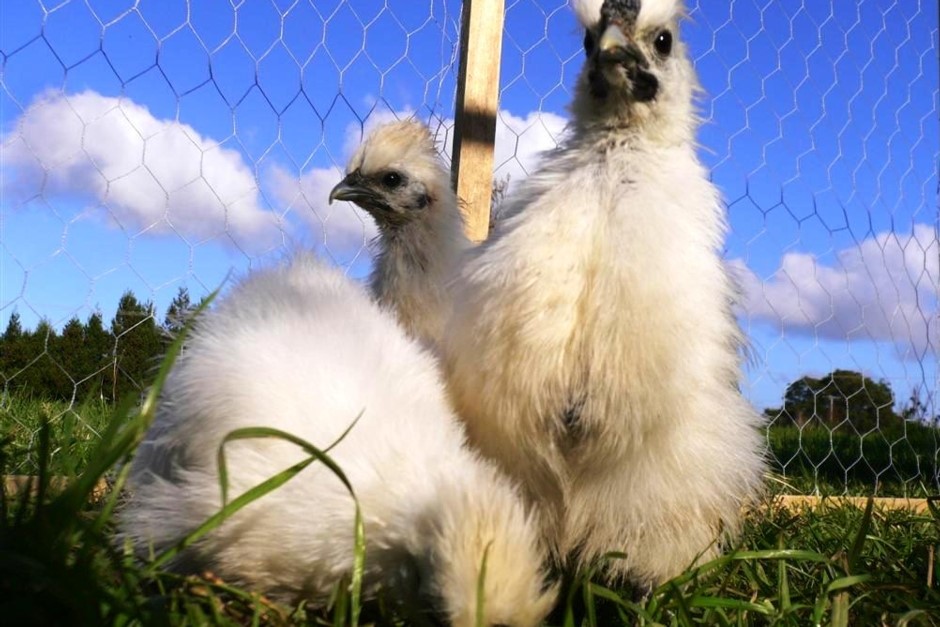 Our friendly farm animals