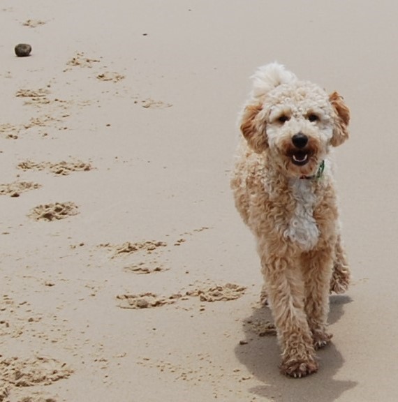 Pet Friendly - Welcome inside