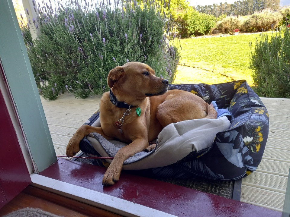 Bring your dogs bed - Lyla did