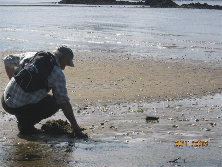 Paterson Inlet, cockles or pipi
