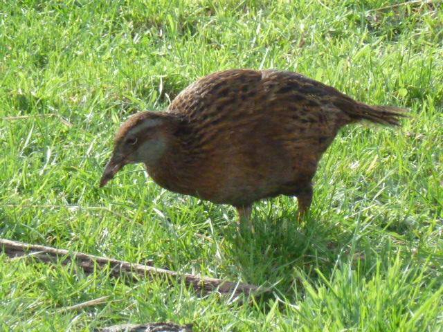 One of the numerous weka