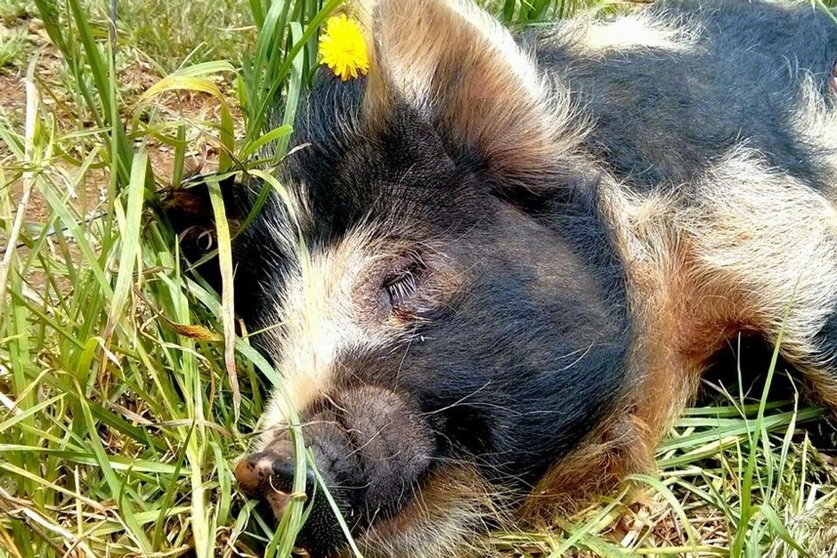 Our Kune Kune pig Hamish