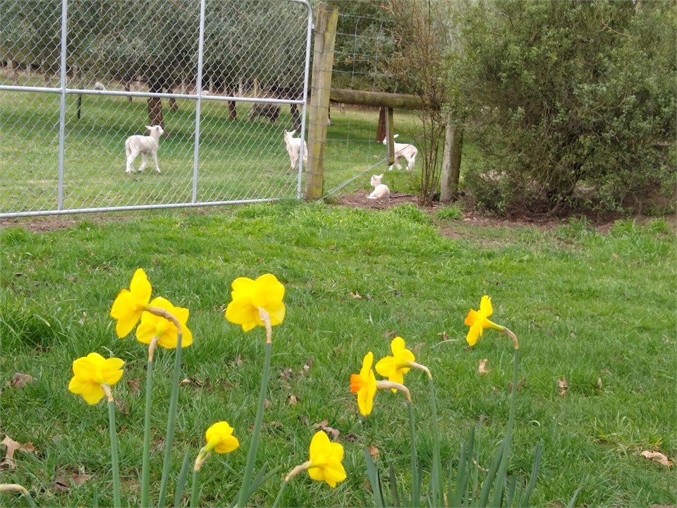 Spring time our Wiltshire sheep lambs