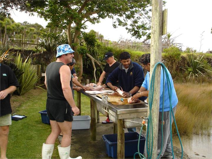 fish processing area