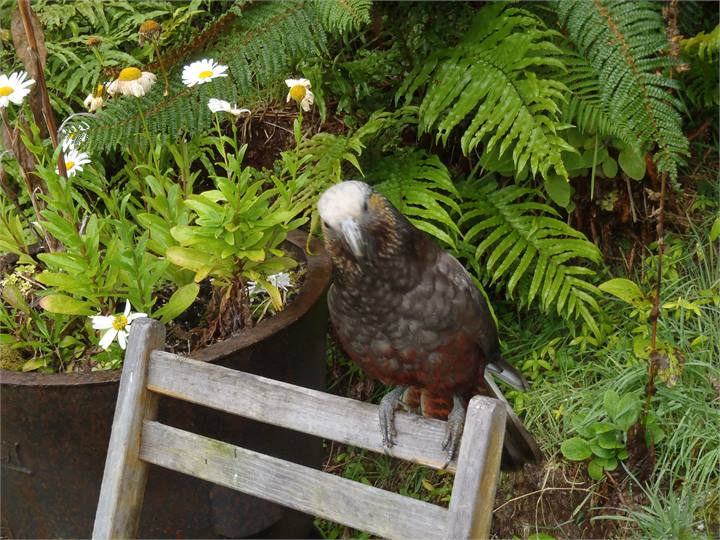 Kaka outside the back door.