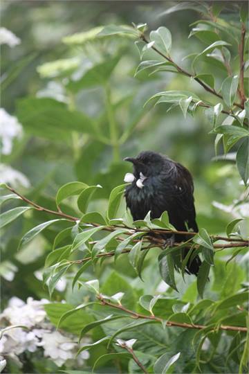 Tui in the bush
