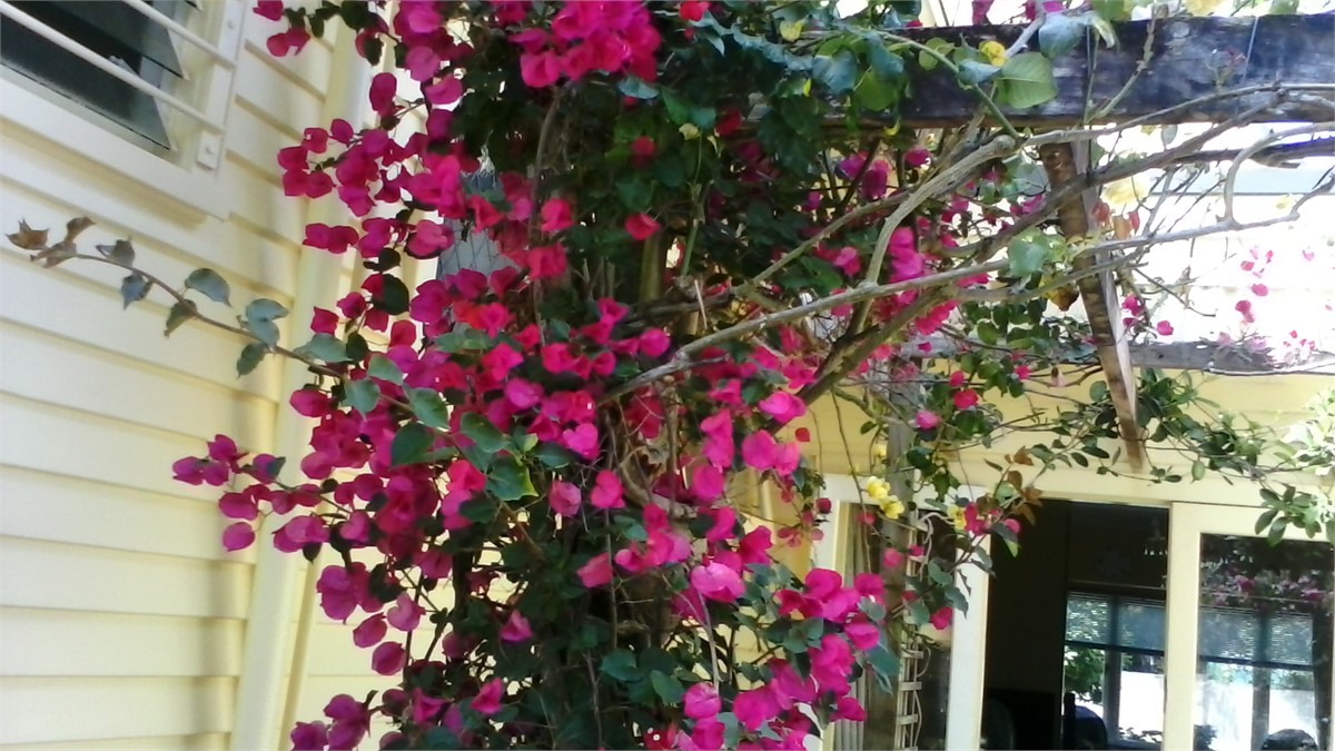 Bounganvilia