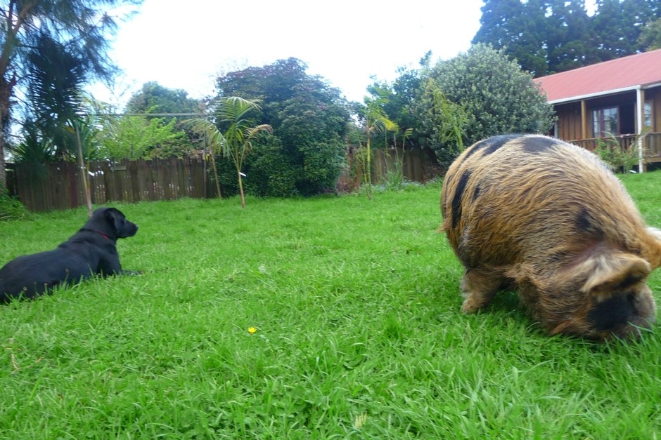 our friendly farm animals