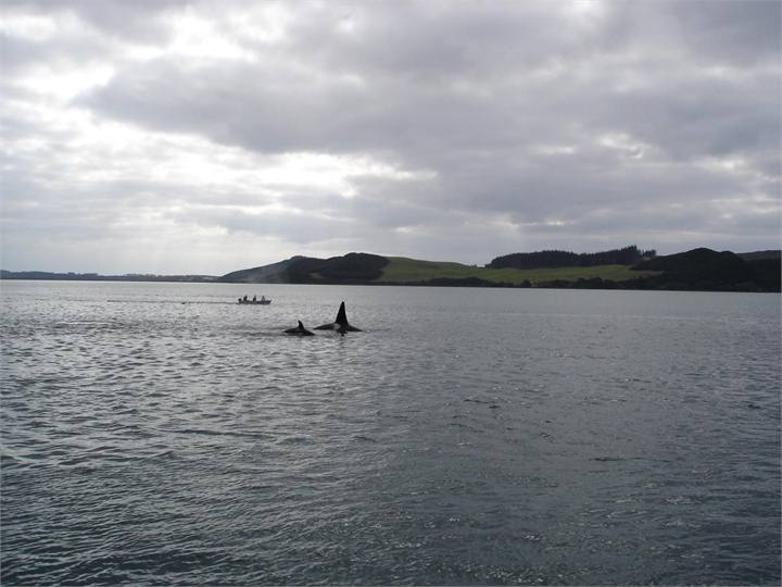 orcas in the harbour