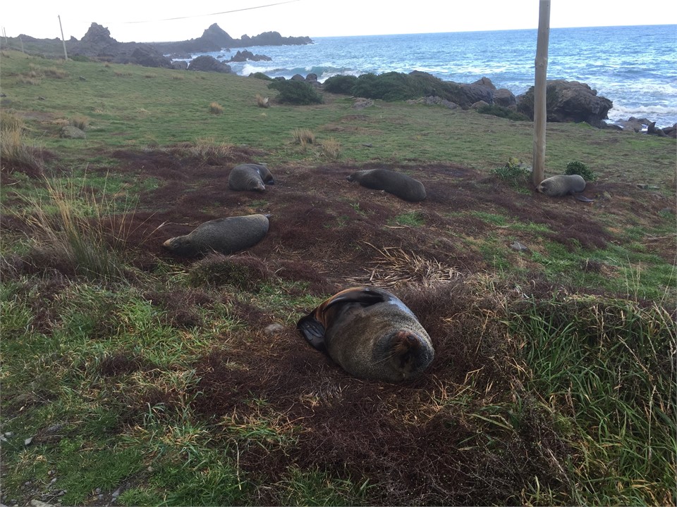 Visit the seal colony at Cape Palliser