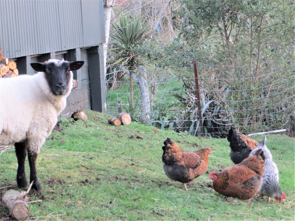 Wallace and "the girls"