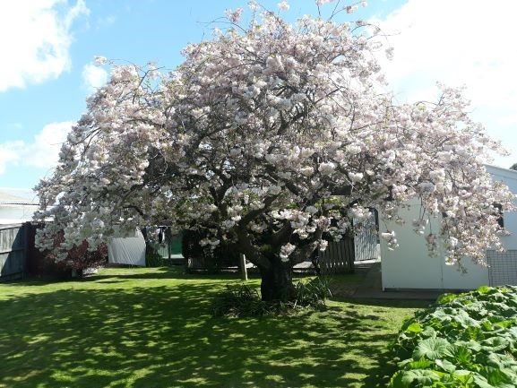 Cherry Blossom in the back yard