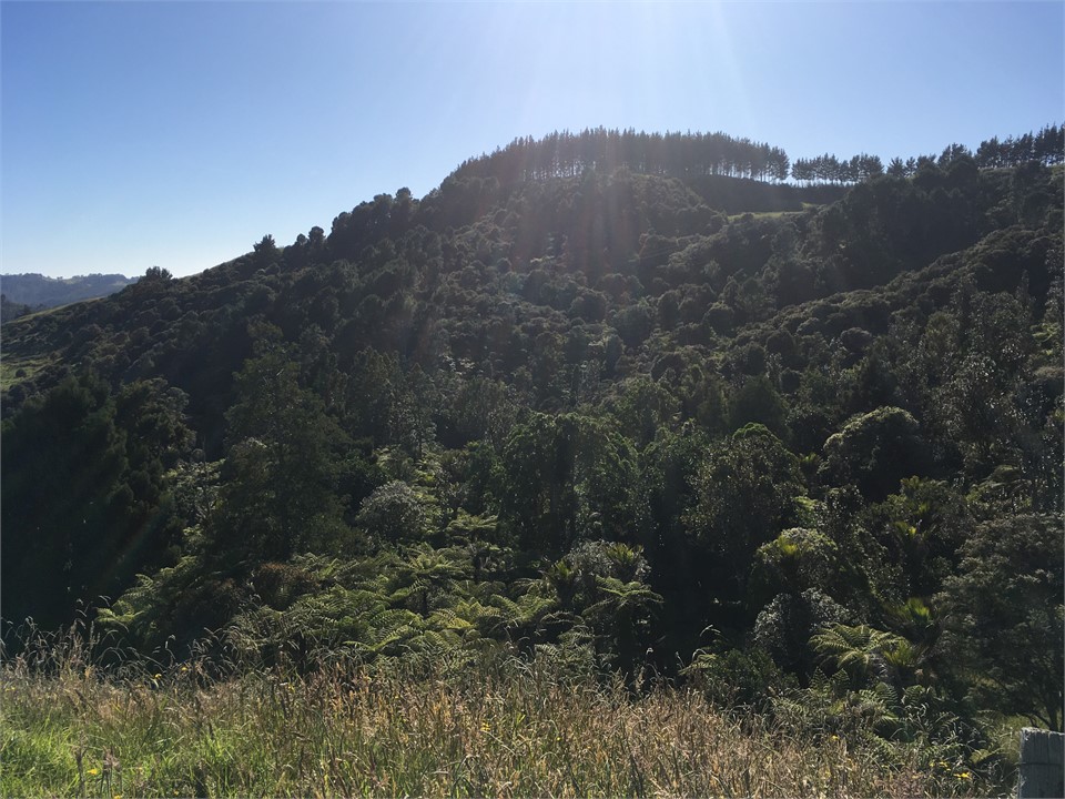 Native Bush on the property