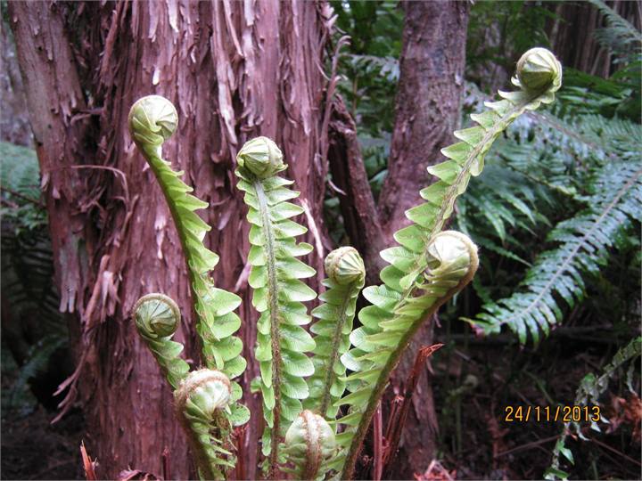 ladder fern spring growth