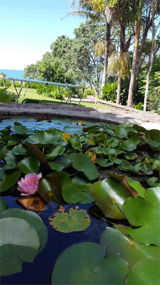 Water lilies in the garden