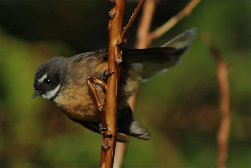 Piwakawaka, Fantail