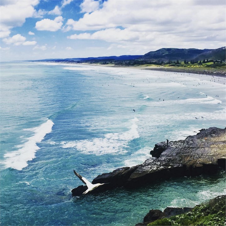 View from Gannet Colony to Muriwai main beach
