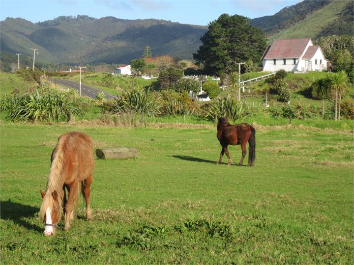 Ahipara horses, trekking available