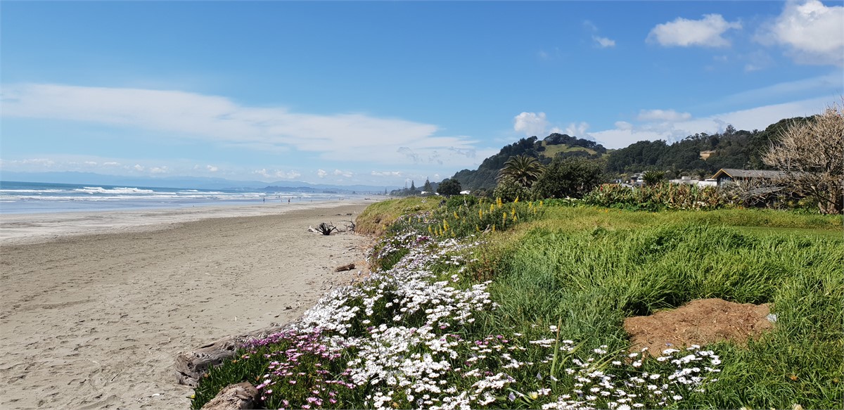 Sun Seeker Apartment Ohope Beach Ohope Beach Apartment for rent