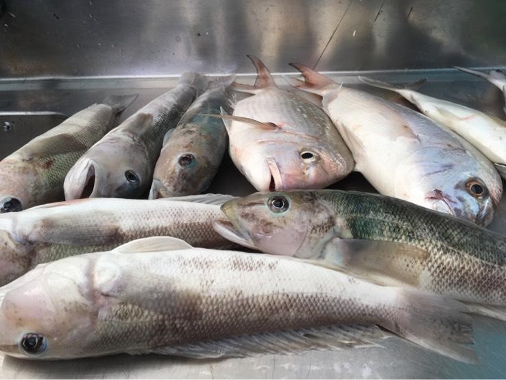 Our last catch, blue cod and snapper.