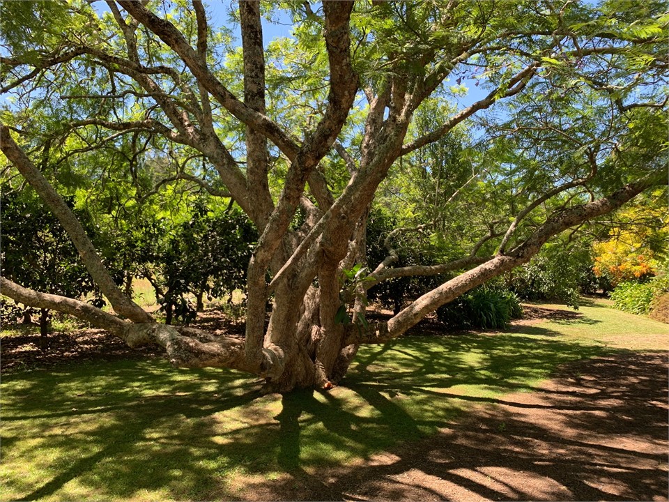 Forty-five year old Jacaranda