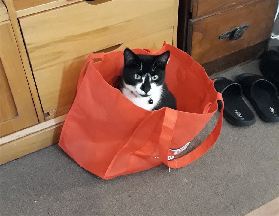 Have fun with our friendly cats! (Toby)