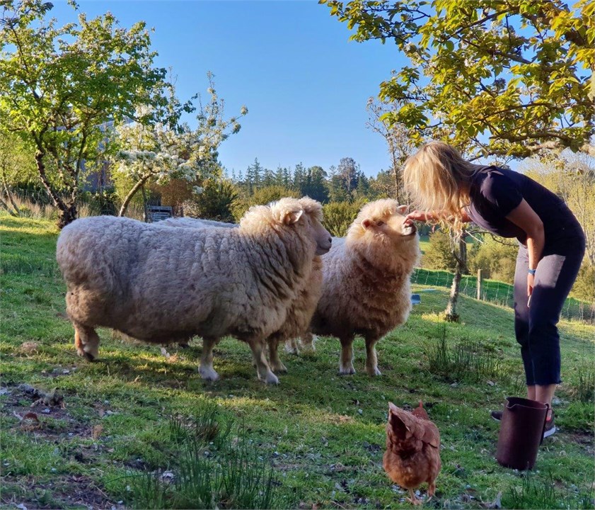 Hand-feedable sheep
