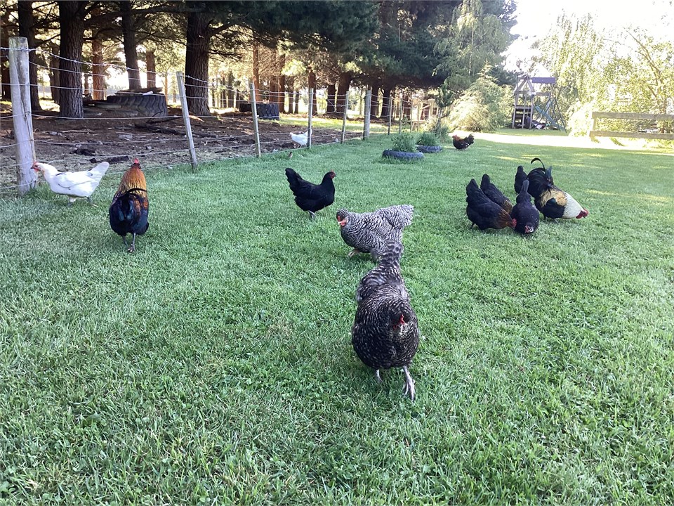 Some of our very friendly chickens!