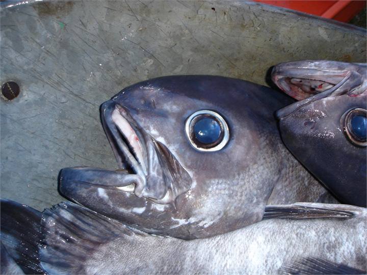 blue nose from a charter