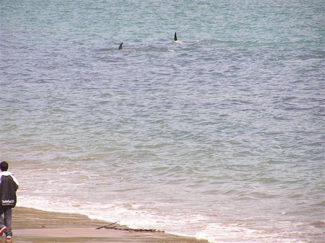 orcas swimming close to shore