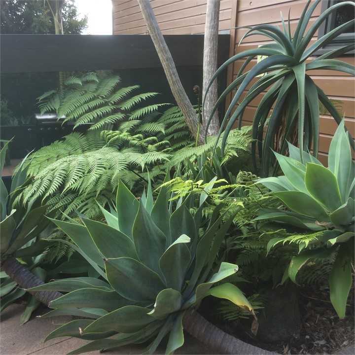 Sub tropical garden