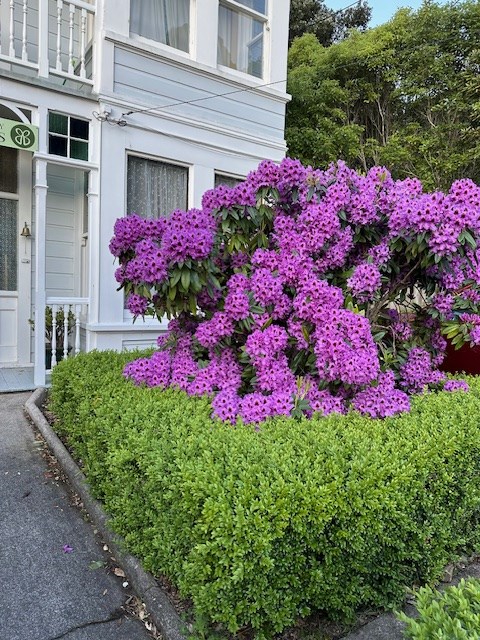Exterior front garden